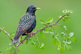 Image. Common Starling