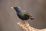 Image. Common Starling