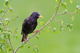 Image. Common Starling