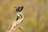 Image. Common Starling