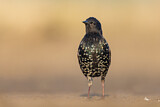 Image. Common Starling