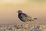 Image. Common Starling