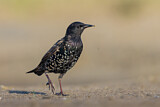 Image. Common Starling