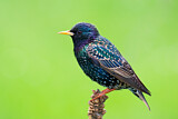 Image. Common Starling