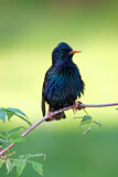 Image. Common Starling