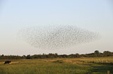 Image. Common Starling