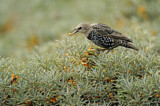 Image. Common Starling