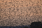 Image. Common Starling