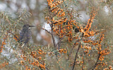 Image. Common Starling