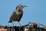 Image. Common Starling