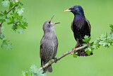 Image. Common Starling