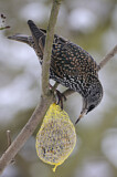 Image. Common Starling