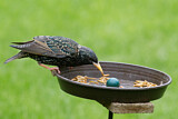 Image. Common Starling