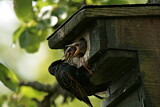 Image. Common Starling