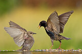 Image. Common Starling