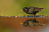 Image. Common Starling