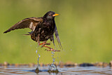 Image. Common Starling