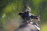 Image. Common Starling