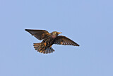 Image. Common Starling