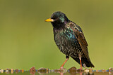 Image. Common Starling
