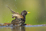 Image. Common Starling