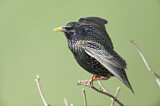 Image. Common Starling