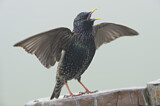 Image. Common Starling
