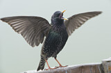 Image. Common Starling