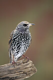 Image. Common Starling