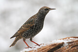 Image. Common Starling