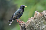 Image. Common Starling