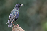 Image. Common Starling