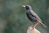 Image. Common Starling