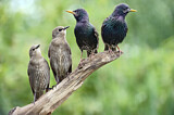 Image. Common Starling
