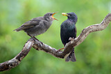 Image. Common Starling