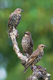 Image. Common Starling