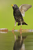 Image. Common Starling