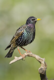 Image. Common Starling