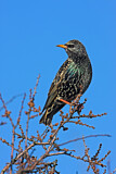Image. Common Starling