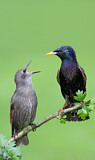 Image. Common Starling