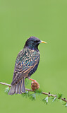 Image. Common Starling