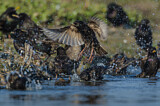 Image. Common Starling