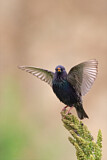 Image. Common Starling