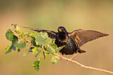 Image. Common Starling