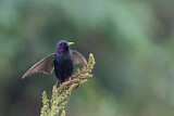 Image. Common Starling