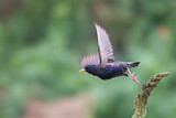 Image. Common Starling