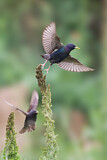 Image. Common Starling