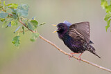 Image. Common Starling