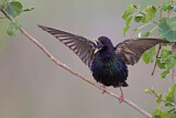 Image. Common Starling
