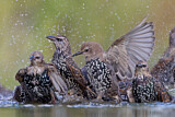 Image. Common Starling